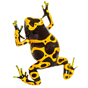 dafrog