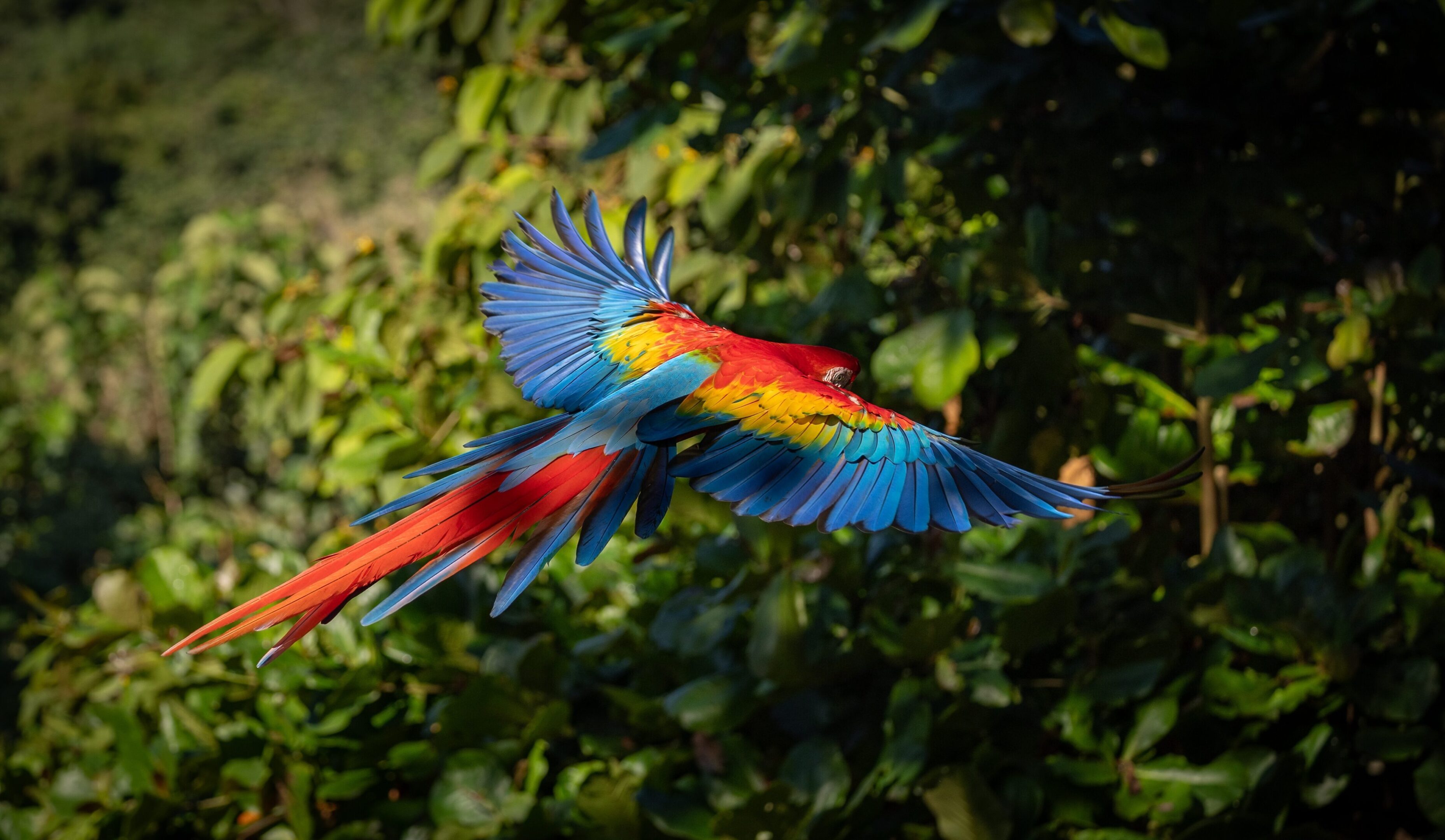 Scarlet,Macaw,In,The,Rainforest,Of,Costa,Rica